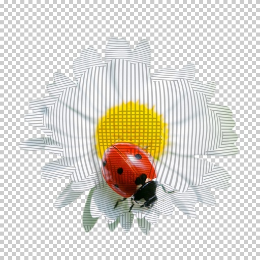 Variation 6