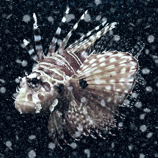 Variation 7