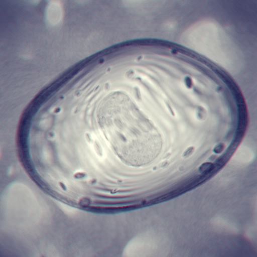 Variation 8