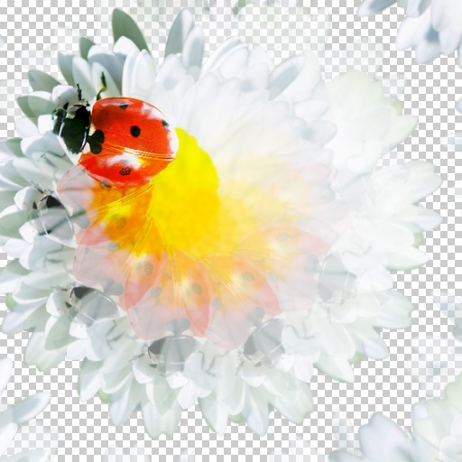 Variation 6