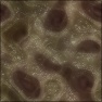 Organics (Basic)