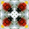 GF Play with Forms v10