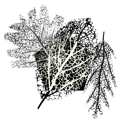Variation 2