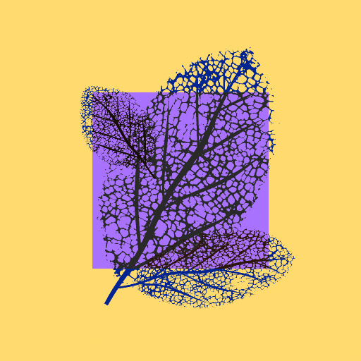 Variation 7