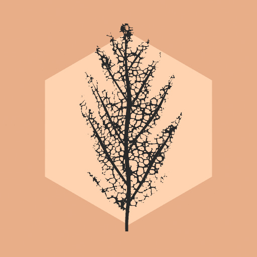 Variation 8