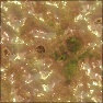 sore-flesh
