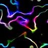 Rainbow Strands