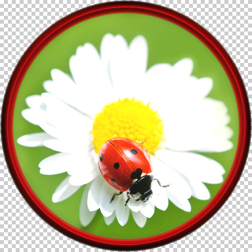 Variation 2