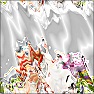 Image Destroyer
