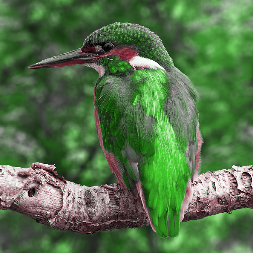 Variation 4