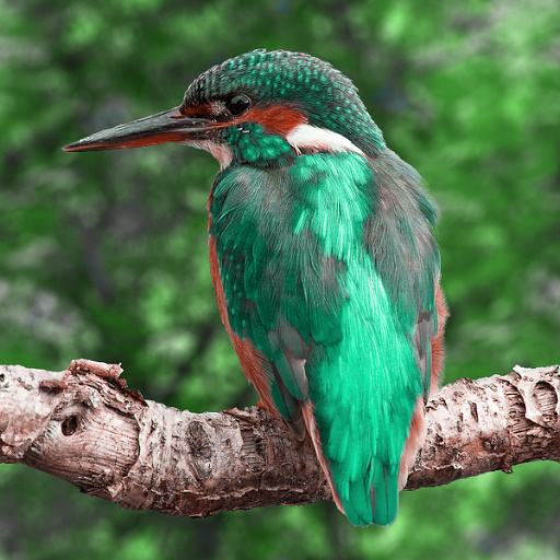 Variation 5