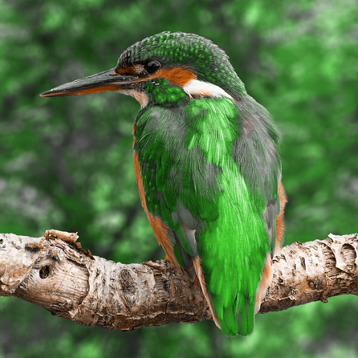 Variation 6