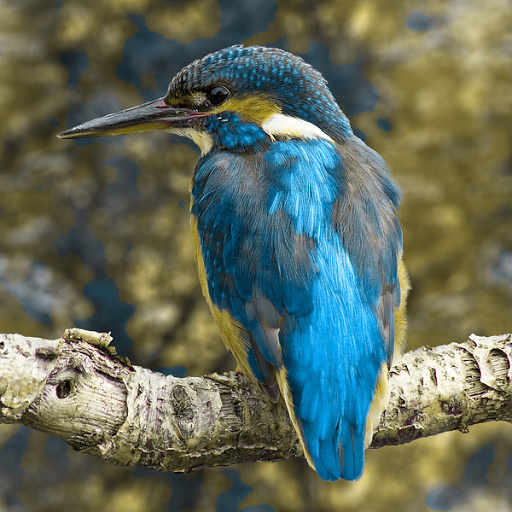 Variation 7