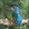 AutoBrush