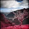 Color Diad