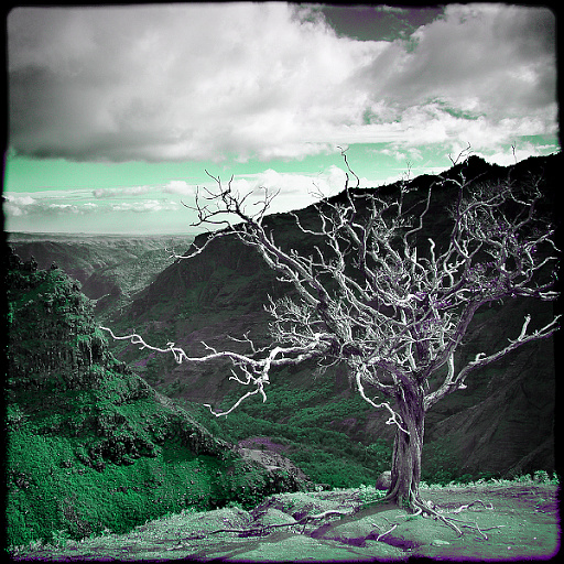 Variation 7