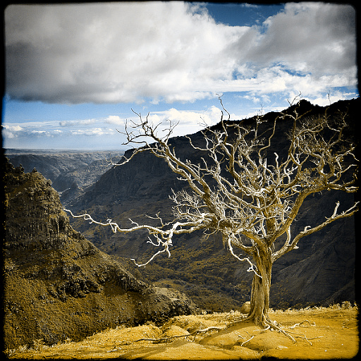 Variation 8