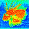 Thermographic Map Too