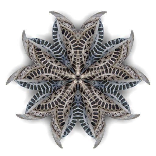 Pentaflower Four (Effect)