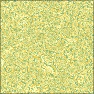 Citrus Fizz