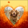 Glass Heart Frame (Animated)