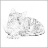 Easy Illustrator