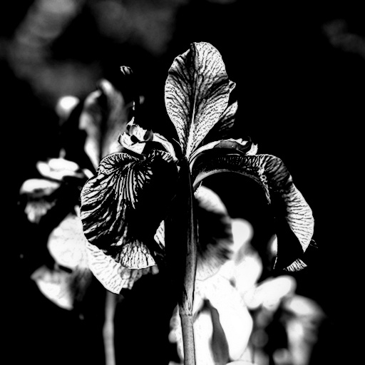 Variation 4
