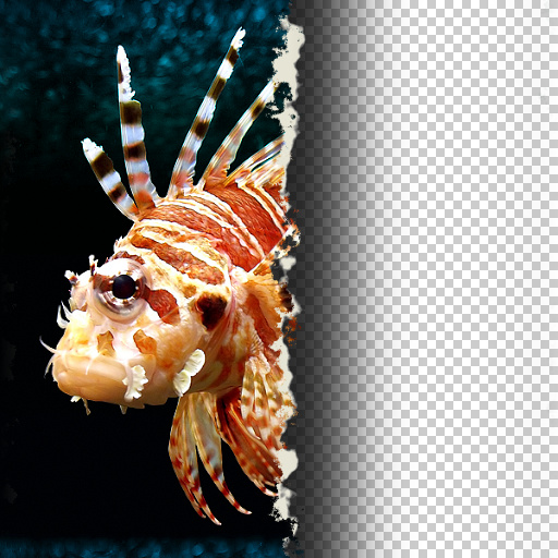 Variation 5