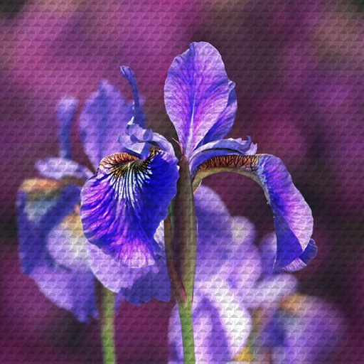 Variation 8