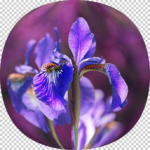 Variation 5