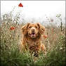 Flipping Image Animation