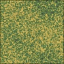 Wild Grass