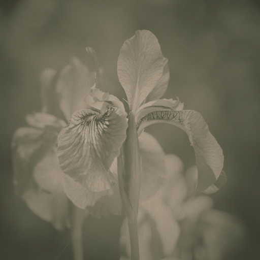 Variation 6