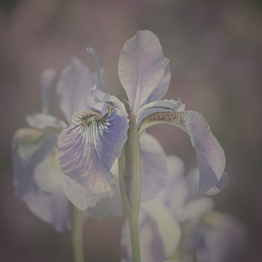 Variation 8