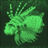 Night Vision
