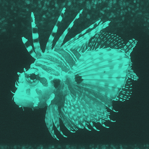 Variation 8