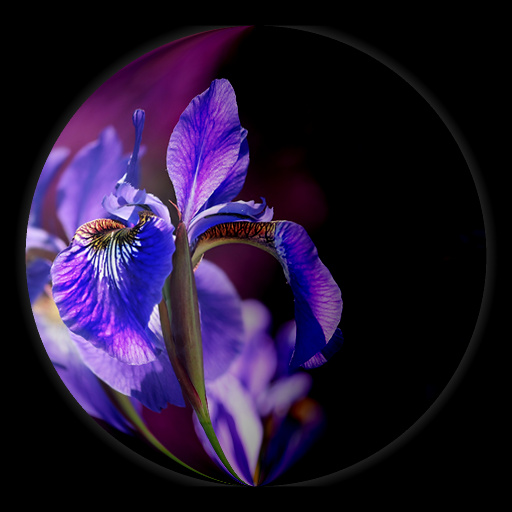 Variation 4