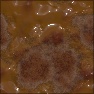 Burnt Sludge