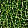 Cracked Ceramic Glaze