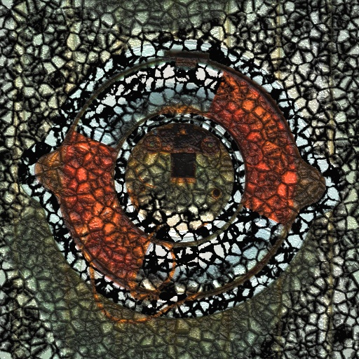 Variation 6
