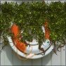 Hanging Ivy