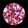 Pathology Lab II