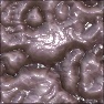 Intestines