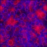 Blood Cells