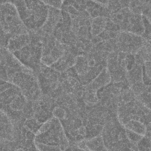 Diffuse Map