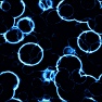 Electric Bubbles