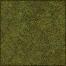 moss - grass