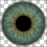 Iris of the Eye