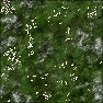 Grass