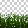Grass